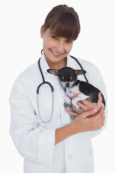 Veterano sonriente sosteniendo un lindo chihuahua — Foto de Stock