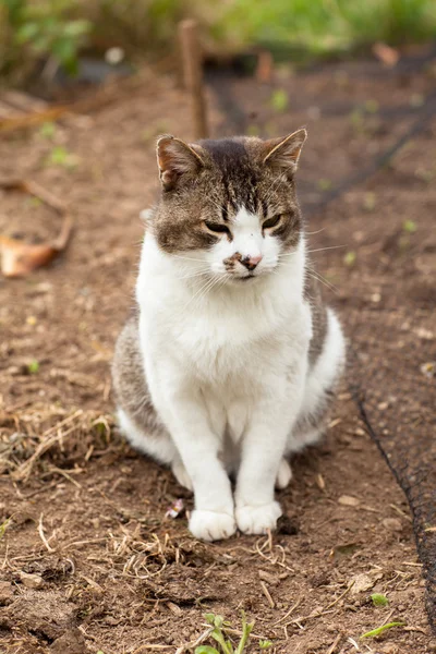 Cute kat buiten — Stockfoto