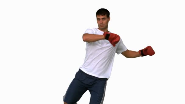 Boxer che esegue un calcio alto sullo schermo bianco — Video Stock