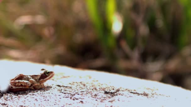 Frog jumping off a rock — Stock Video