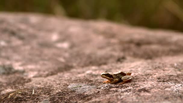 Frog jumping off a stone — Stock Video