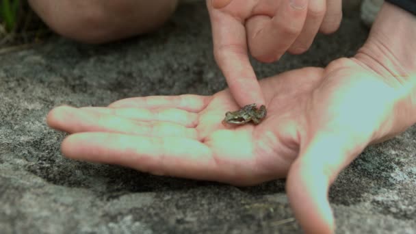 Tiny Kikker springen van een hand — Stockvideo