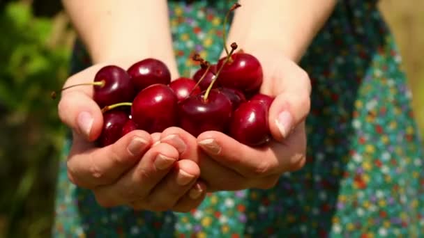 Close up on womans hands holding cherries — Stock Video