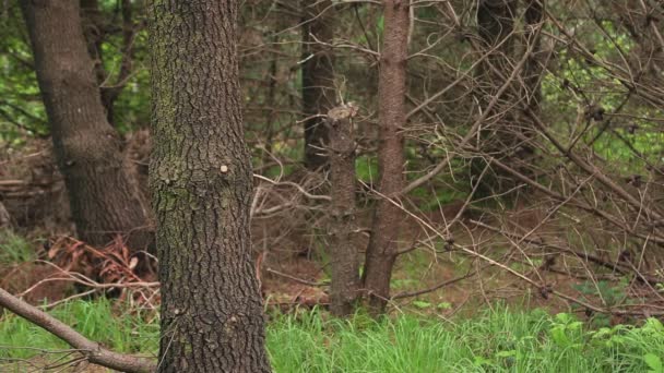 Fitte Brünette erkundet ein Waldgebiet — Stockvideo