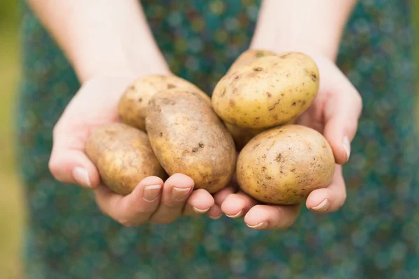 Mãos segurando algumas batatas — Fotografia de Stock