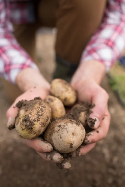 Jordbrukaren visar nyligen grävt potatis — Stockfoto