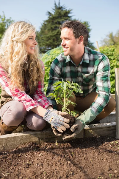 笑顔の若いカップル、低木を植えること — ストック写真