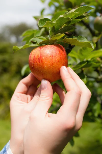 Hand touching apple on a tree — Stock Photo, Image