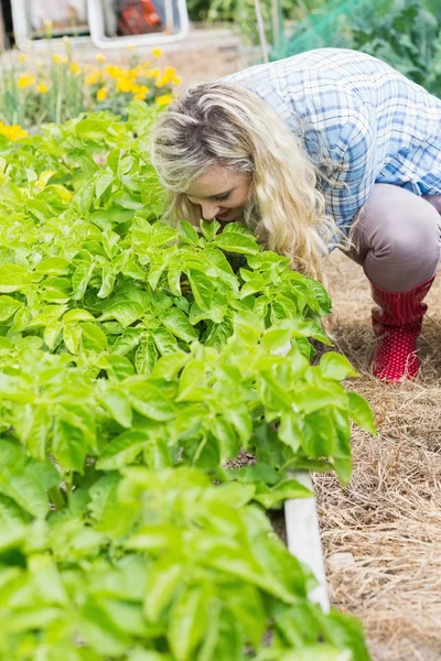 Mujer joven y bonita que trabaja en el jardín — Foto de Stock