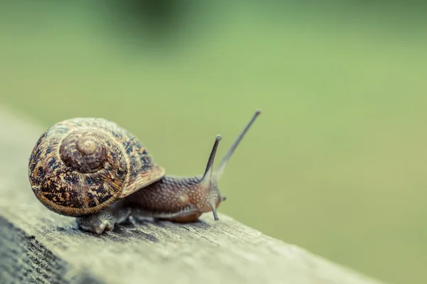 Närbild av en snigel — Stockfoto