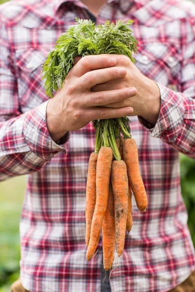 Bonden hålla gäng ekologiska morötter — Stockfoto