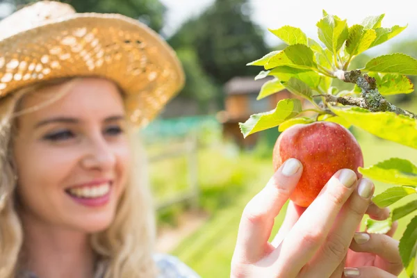 Junge glückliche Blondine pflückt einen Apfel vom Baum — Stockfoto