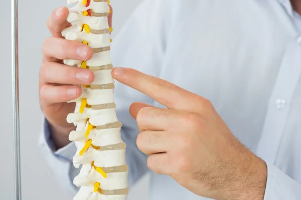 Close up of male doctors hand pointing at skeleton model — Stock Photo, Image