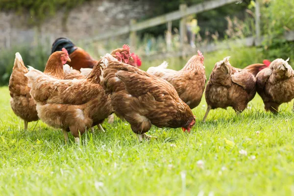 Poulets sur une pelouse — Photo