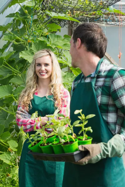 Mann hält Karton mit kleinen Pflanzen und wendet sich seiner lächelnden Freundin zu — Stockfoto