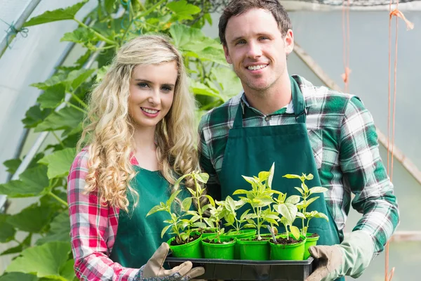 Casal sorridente mostrando caixa de plantas pequenas — Fotografia de Stock