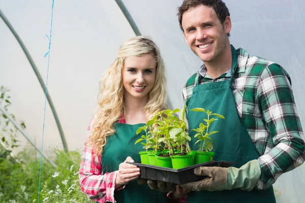 Pareja joven mostrando cartón de plantas pequeñas — Foto de Stock