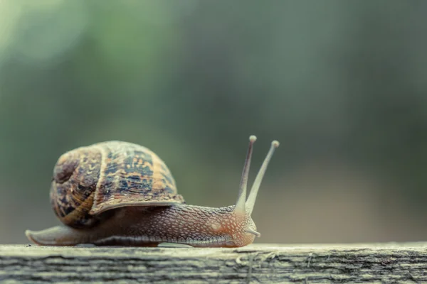 Primer plano de un pequeño caracol —  Fotos de Stock