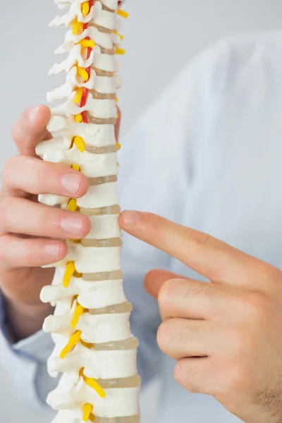 Primer plano de la mano del médico masculino tocando esqueleto modelo — Foto de Stock