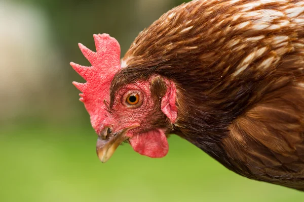 Close up van een cockerel — Stockfoto