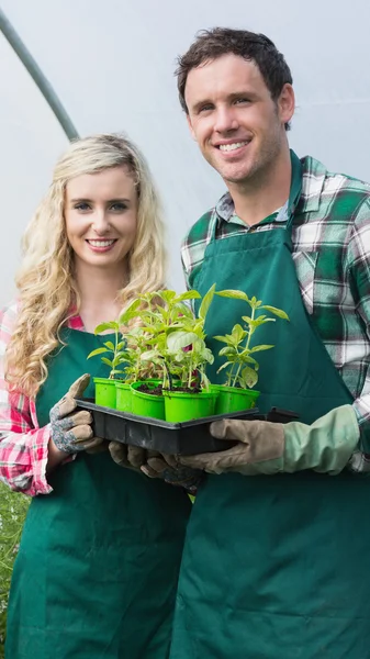 Счастливая пара показывает коробку маленьких растений — стоковое фото