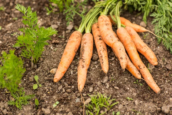 Деяка морква лежить на землі — стокове фото