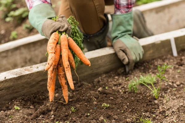 Man pulling carrots from the earth — Stock Photo, Image