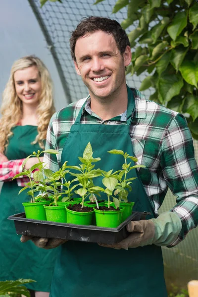 Joven mostrando cartón de plantas pequeñas — Foto de Stock