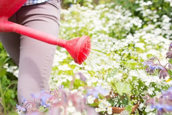 Frau gießt Blumen mit roter Gießkanne — Stockfoto