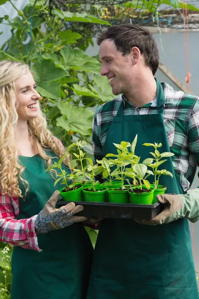 Pareja sonriente sosteniendo cartón de plantas pequeñas — Foto de Stock