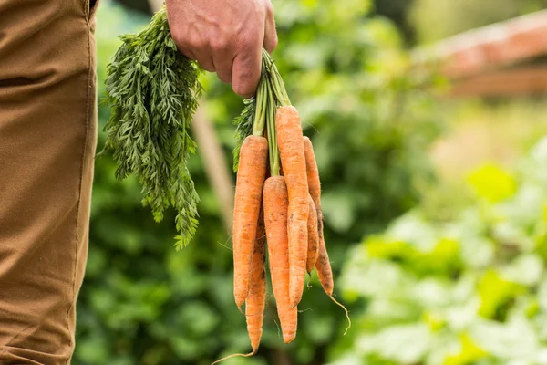 Hombre sosteniendo racimo de zanahorias orgánicas —  Fotos de Stock