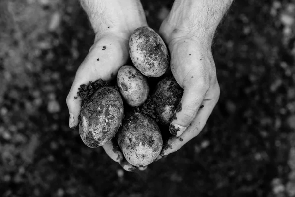 Mains montrant des pommes de terre fraîchement creusées — Photo