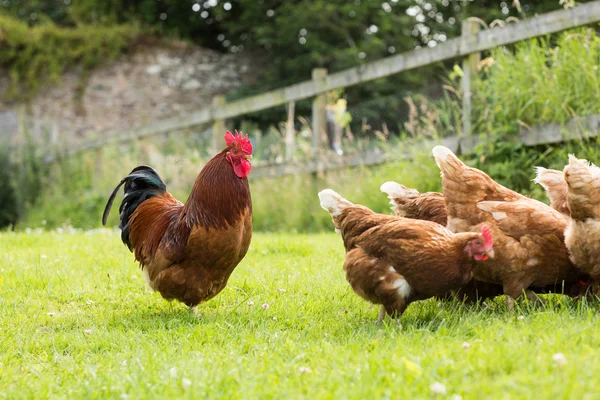 Hühner auf einer Liegewiese mit einem Hahn — Stockfoto