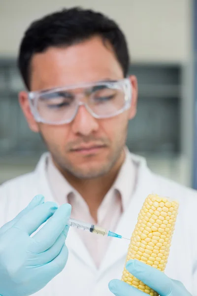 Bilimsel araştırmacı laboratuarındaki bir mısır koçanı enjekte — Stok fotoğraf