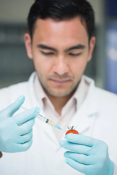 Pesquisador científico injetando um tomate no laboratório — Fotografia de Stock