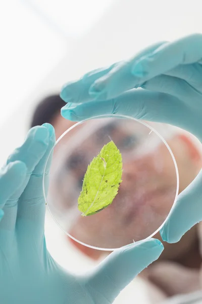 Close-up low angle view of a scientist analyzing a leaf at the l — Stock Photo, Image