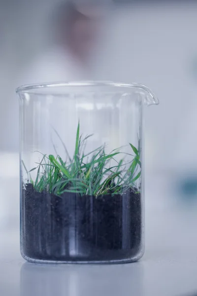 Gros plan d'une jeune plante sur la table du laboratoire — Photo