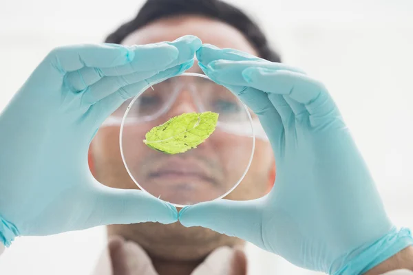 Scienziato che analizza una foglia al laboratorio — Foto Stock