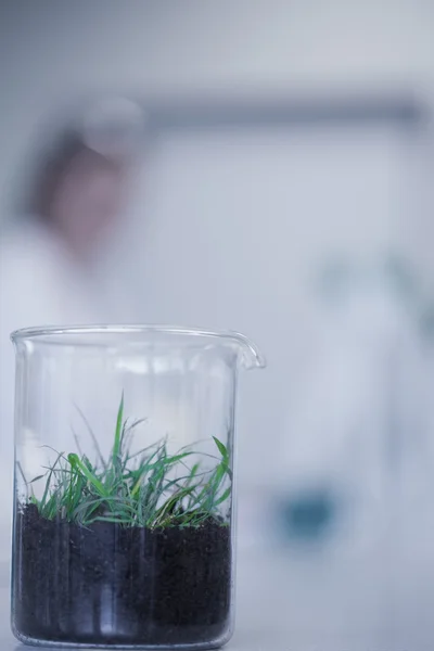 Close-up van een jonge plant op tafel in lab — Stockfoto