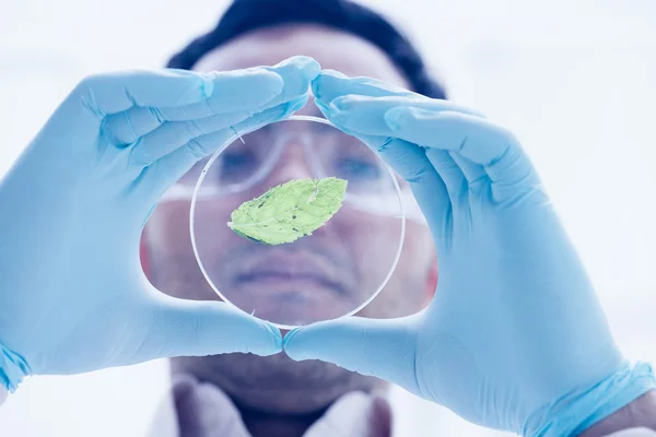 Scientist analyzing a leaf at the laboratory — Stock Photo, Image