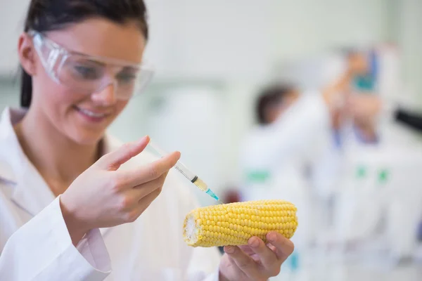 Pesquisador científico injetando espiga de milho no laboratório — Fotografia de Stock