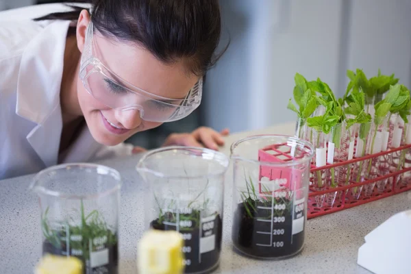 Vrouwelijke onderzoeker kijken jonge planten bij lab — Stockfoto