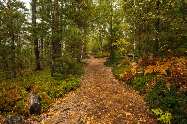 Aussichtsreiche Aussicht auf den Fußweg entlang des üppigen Waldes — Stockfoto