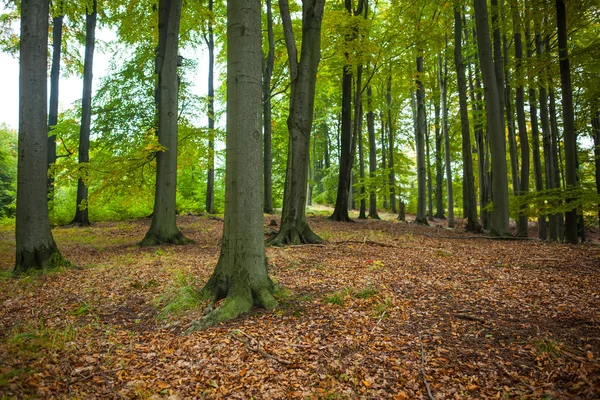 Ormanda ağaç gövdeleri — Stok fotoğraf