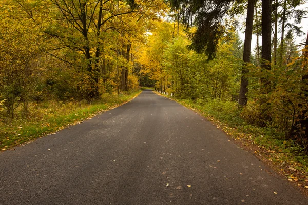 緑豊かな森林の木に沿って国の道路 — ストック写真