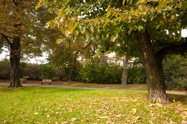 Träd och äng i parken — Stockfoto