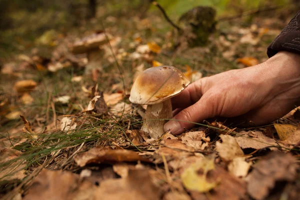 Hand touching mushroom on forest ground — Stock Photo, Image