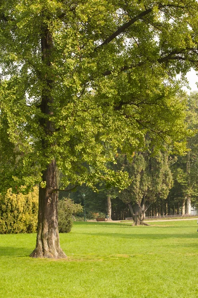 Träd och äng — Stockfoto