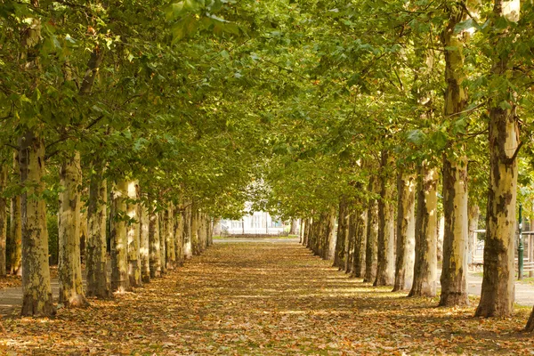 Walkway along lined trees in the park — Stock Photo, Image