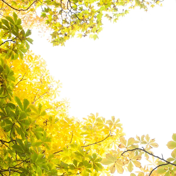 स्पष्ट आकाशात शरद ऋतूचे पाने — स्टॉक फोटो, इमेज